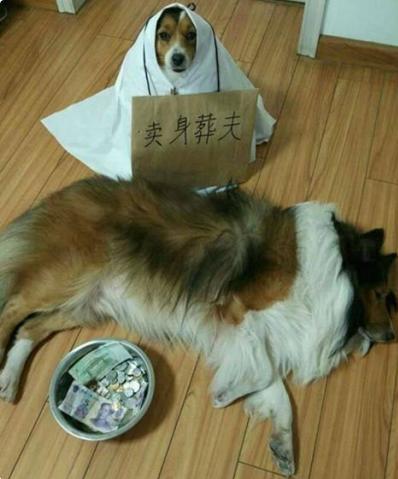 逗比主人和他的宠物们 逗比主人和他的宠物们