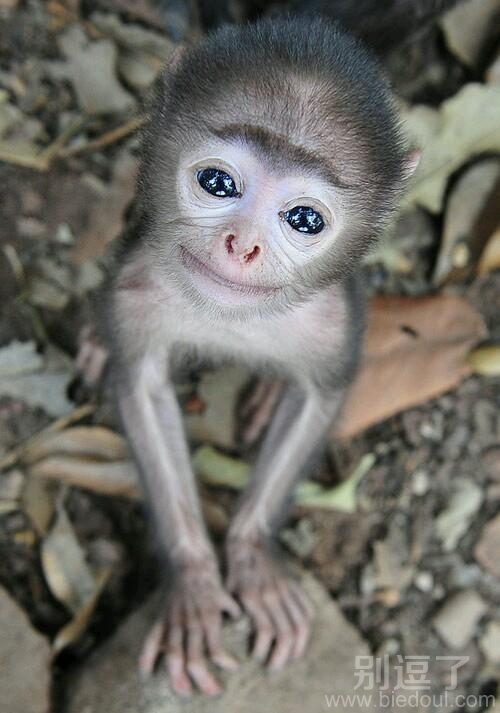 一只萌萌的小猴。 一只萌萌的小猴。