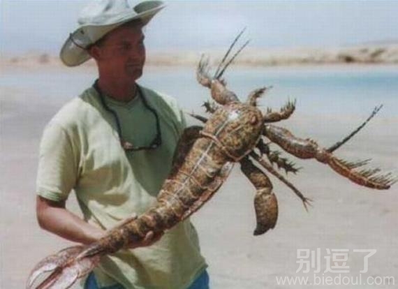 这是庞大的海蟹吧