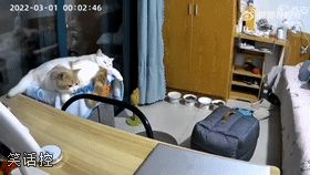 它竟然试图用头卡住自己?! 它竟然试图用头卡住自己?!