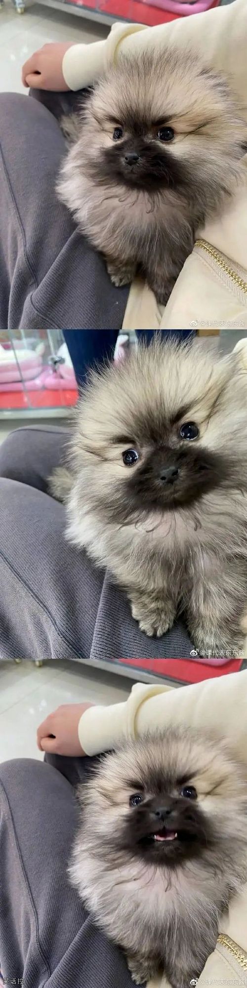 长得像张飞的狗狗。