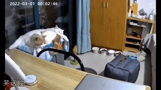 最后的姿势太滑稽了 最后的姿势太滑稽了