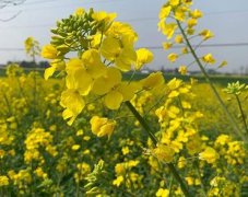 赏油菜花的心情句子 春天晒油菜花拍照说说