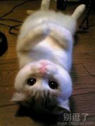 一只可爱的小猫。 一只可爱的小猫。