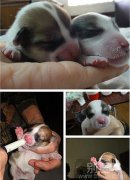 两只可爱的小猪。 两只可爱的小猪。