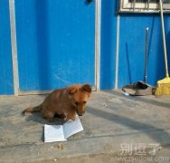 看书的汪星人。。 看书的汪星人。。