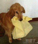 叼着东西的汪星人。 叼着东西的汪星人。