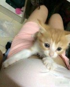 小喵把妹子的便宜全都占走了