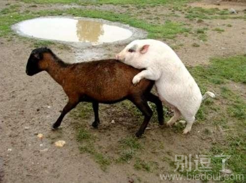 真实猪,脑子进水乐 真实猪,脑子进水乐