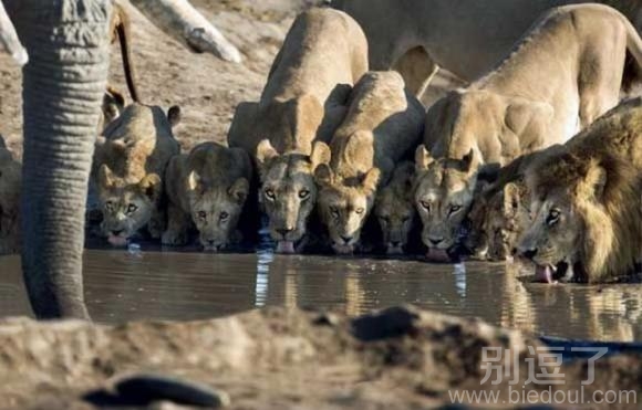 小心翼翼地喝水。