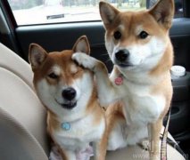 看啥呢，让我也看看！