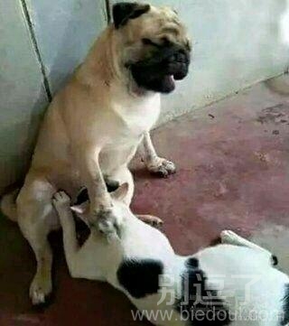 狗狗你的表情出卖了你! 狗狗你的表情出卖了你!