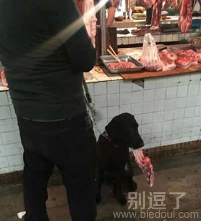 正在吃骨头的小狗。。