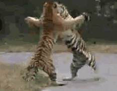 正在打架的老虎。。 正在打架的老虎。。