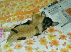 猫咪和汪星人的故事。