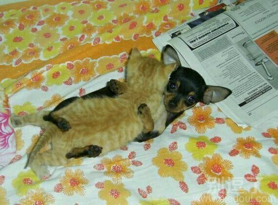 猫咪和汪星人的故事。