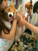 正在修理毛发的小狗狗。