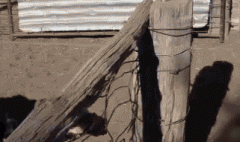 急于冲向食堂的你 急于冲向食堂的你