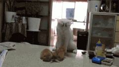 喵咪你也太能演了