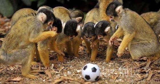 面对足球的猴子。，。。