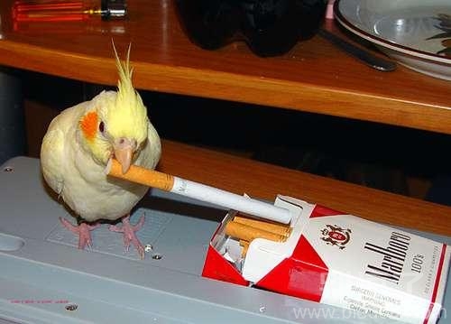 正在抽烟的小鸟。