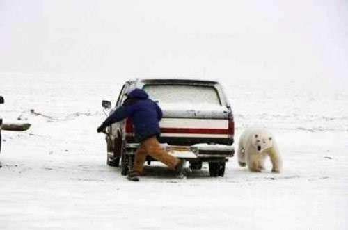 一只雪白雪白的北极熊。。 一只雪白雪白的北极熊。。