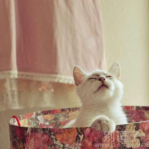 正在洗澡的猫咪。。 正在洗澡的猫咪。。