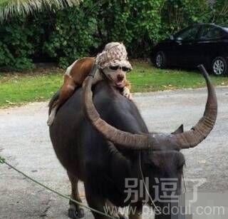 牛落平阳被犬欺啊