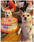 蛋糕做得很还原