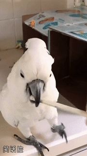 鹦鹉蹦迪 鹦鹉蹦迪
