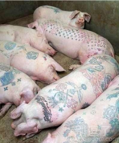 一群混黑社会的猪。。