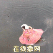 在线撒网 在线撒网