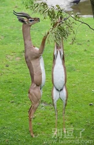 动物进化图,都上树了 动物进化图,都上树了