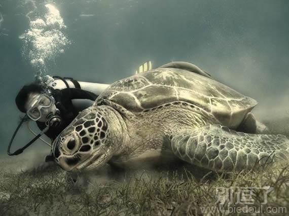 你没见过的大海龟! 你没见过的大海龟!