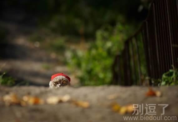 小心,有敌情,埋伏好 小心,有敌情,埋伏好