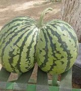 买一赠一啦! 买一赠一啦!