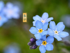 春分节气发朋友圈的心情说说 精选春分好听的祝福语