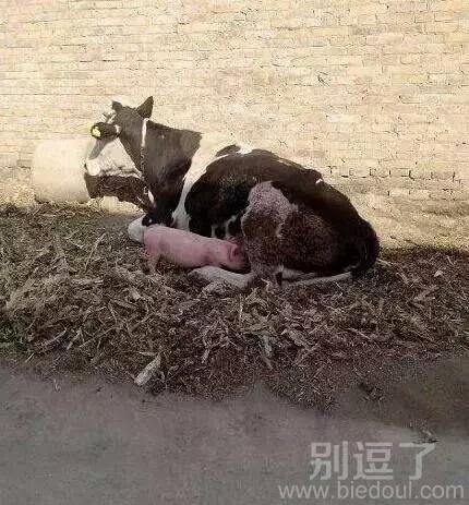 小猪,牛奶喝的可还好 小猪,牛奶喝的可还好