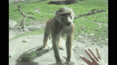 还是我太年轻了呀