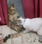 这两只喵在干嘛？有考虑过我的感受吗