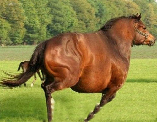 狂奔的动物趣图