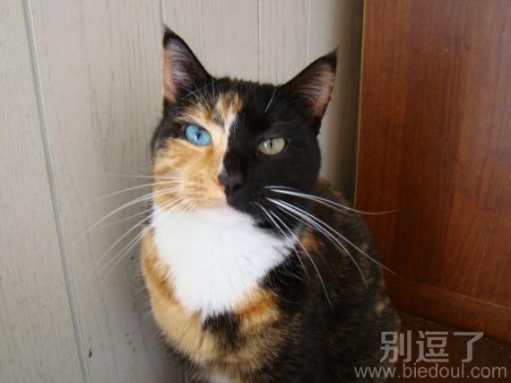 猫咪阴阳脸不多见哦 猫咪阴阳脸不多见哦