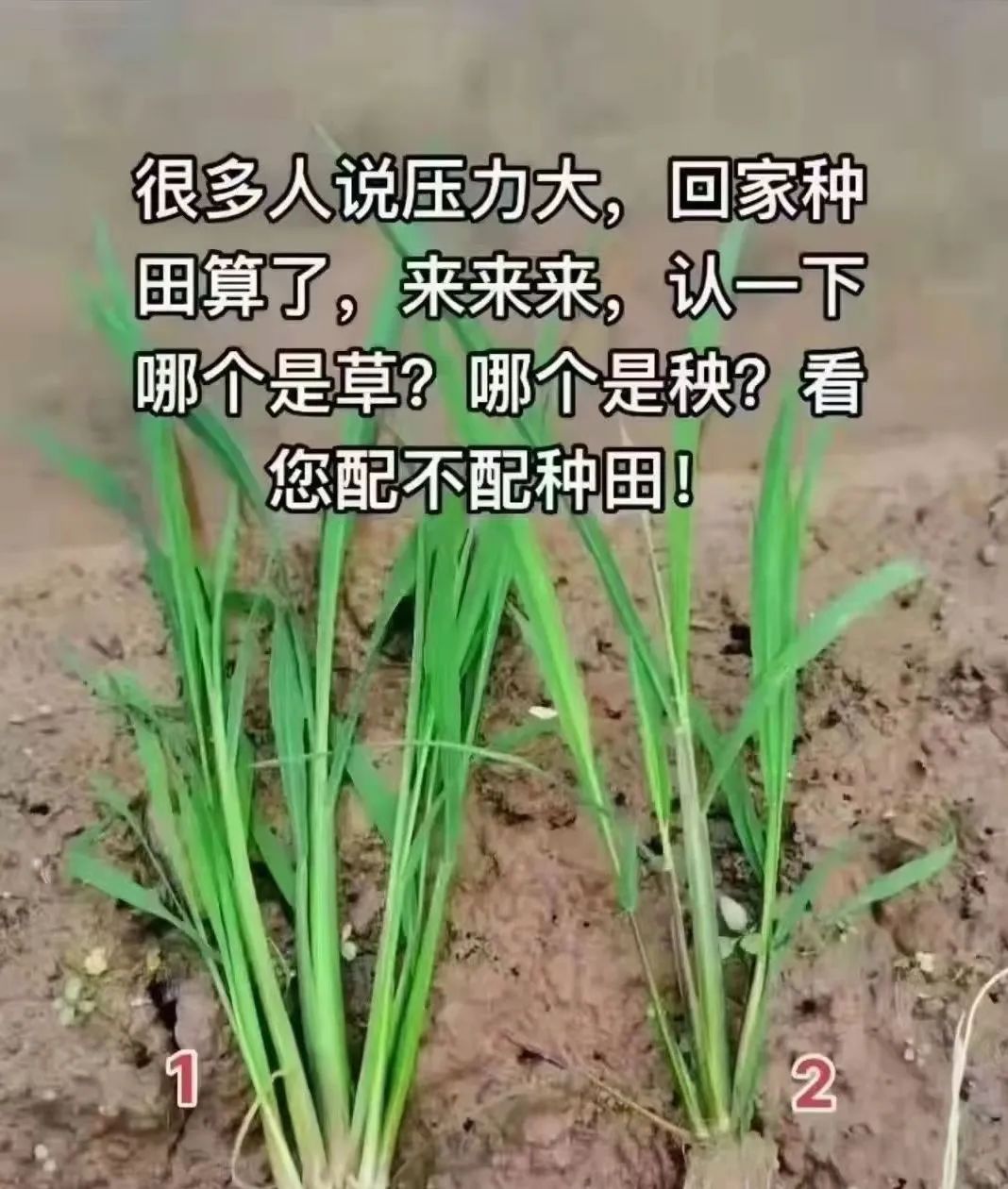 轻松一刻:1500元的生意难道是跟包小姐做的? 轻松一刻:1500元的生意难道是跟包小姐做的?