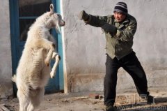 一只被调教的山羊。 一只被调教的山羊。