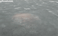 你在外面这么叼的游泳，你女朋友知道吗