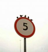 就怕鸟儿有文化呀