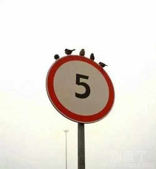 就怕鸟儿有文化呀