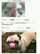 一只好萌的小狗。