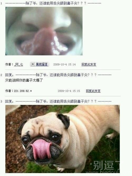一只好萌的小狗。