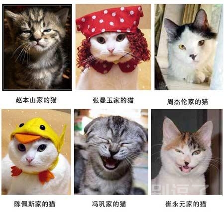搞笑猫咪表情包